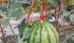 免费吃瓜福利网红,网红带你畅享网络盛宴！